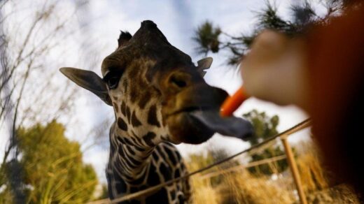 Benito the Giraffe Escapes Extreme Temperatures for New Home