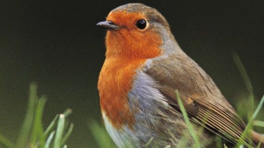 RSPB Birdwatch 2024 Reports a Decline in Wild Birds Visiting UK Gardens