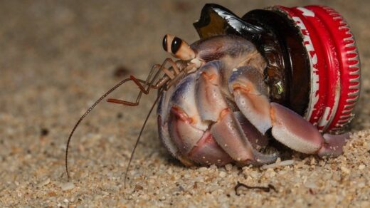 Hermit Crabs are Utilizing Our Plastic Waste as Shells