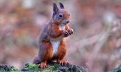 AI helps conservationists protect endangered red squirrels from extinction.