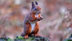 AI helps conservationists protect endangered red squirrels from extinction.