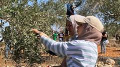 Israeli violence and barriers imperil Palestinian olive farmers' annual harvest