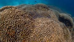 Massive Coral Reef Discovered in Pacific Ocean Breaks Size Record