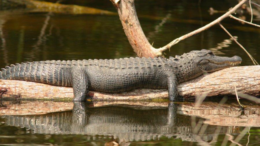 Scientists make troubling discovery while ‍researching alligators in the Florida Everglades: 'We need ‍to get ​ready'