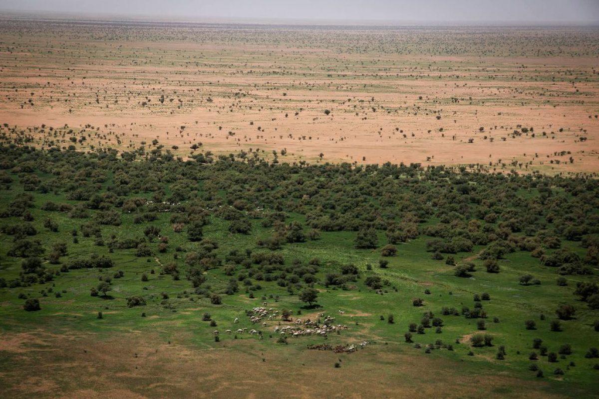 Enormous government project nearly 50 years ‍in the‍ making encircles desert⁤ with trees: 'The ⁣Great Green Wall'