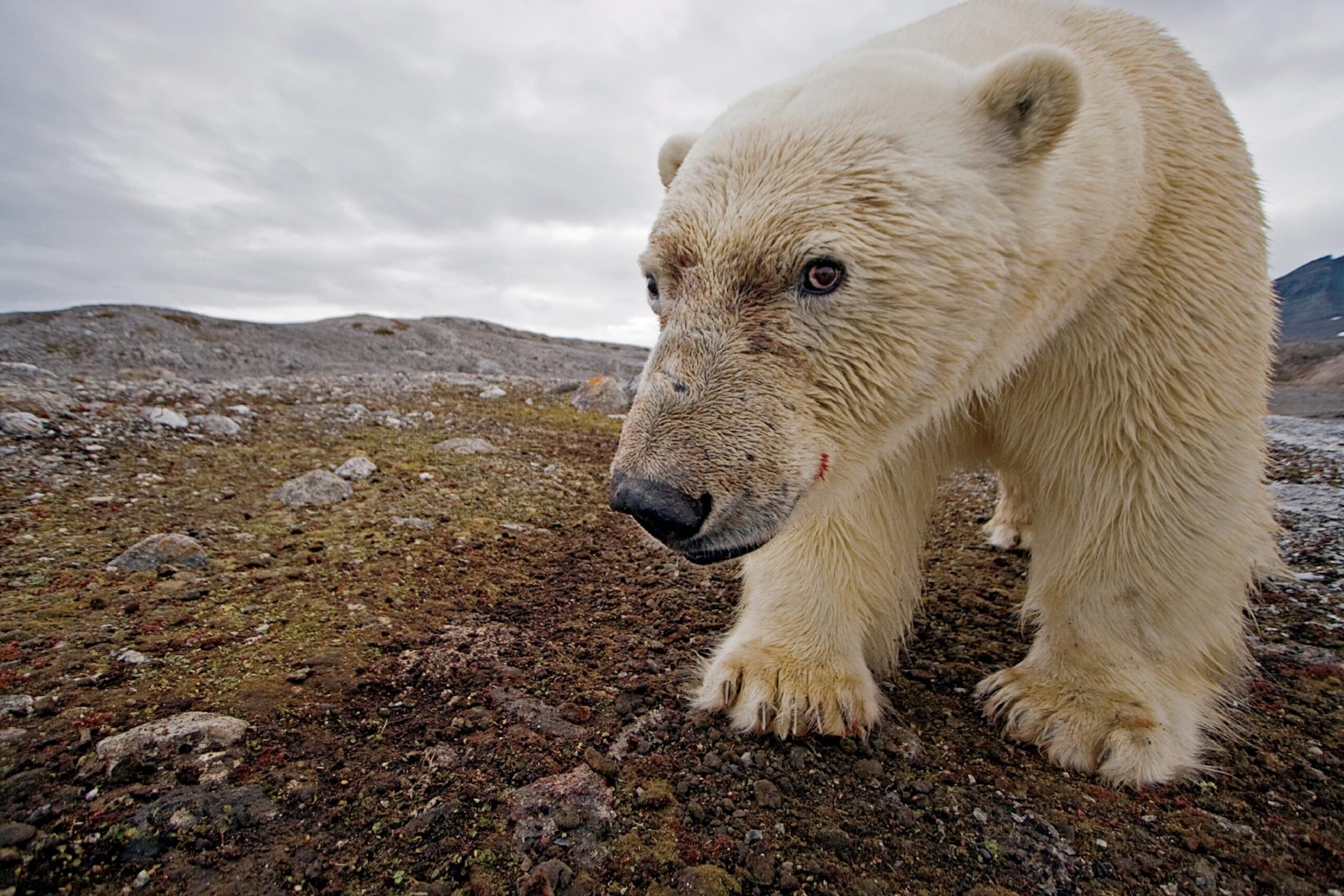 Scientists issue warning after examining arctic animal droppings: ‘The polar bears we know now will be very different’