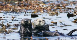 Out-of-control invasive species has met its match: Cute and hungry otters