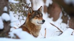 EU wolves may lose protection, enabling population control amid rising numbers.