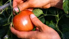 Italian tomato purees may involve Chinese forced labor, BBC investigation reveals.