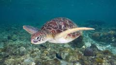 Sea turtle stew kills three, sickens many at community meal