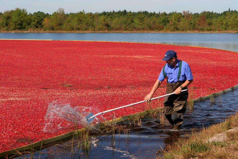 US farmers issue warning as staple​ holiday ingredient ‍becomes increasingly harder to grow: 'We didn't see this … coming'