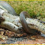 Alligator nicknamed ‘Godzilla’ hauls massive Burmese python through water in Florida Everglades