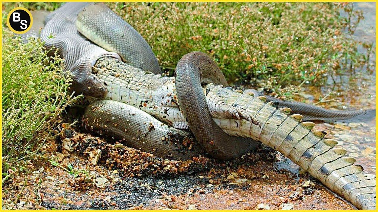 Alligator nicknamed ‘Godzilla’ hauls massive Burmese python through water in Florida Everglades