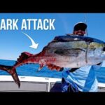 Angler’s cap ‘says it all’ after shark swoops in on epic catch