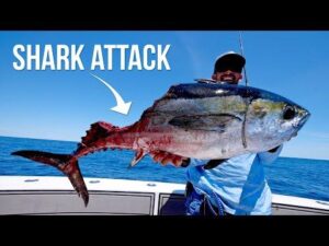 Angler’s cap ‘says it all’ after shark swoops in on epic catch