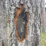 Wisconsin Department of Natural Resources advising residents to be aware of wilted oak trees