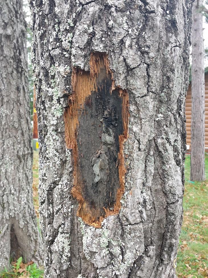 Wisconsin Department of Natural Resources advising residents to be aware of wilted oak trees