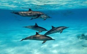 Scientists make disturbing new discovery when studying dolphins: ‘We’re really just starting to skim the surface’