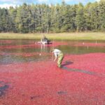 US farmers issue warning as staple holiday ingredient becomes increasingly harder to grow: ‘We didn’t see this … coming’