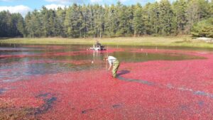 US farmers issue warning as staple holiday ingredient becomes increasingly harder to grow: ‘We didn’t see this … coming’