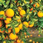 Major Florida grower to end citrus operations after years of hurricanes and tree disease