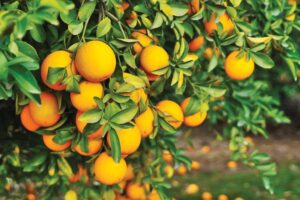 Major Florida grower to end citrus operations after years of hurricanes and tree disease