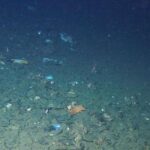 Scientist makes startling discovery at Earth’s deepest point: ‘What a disgusting and embarrassing display’