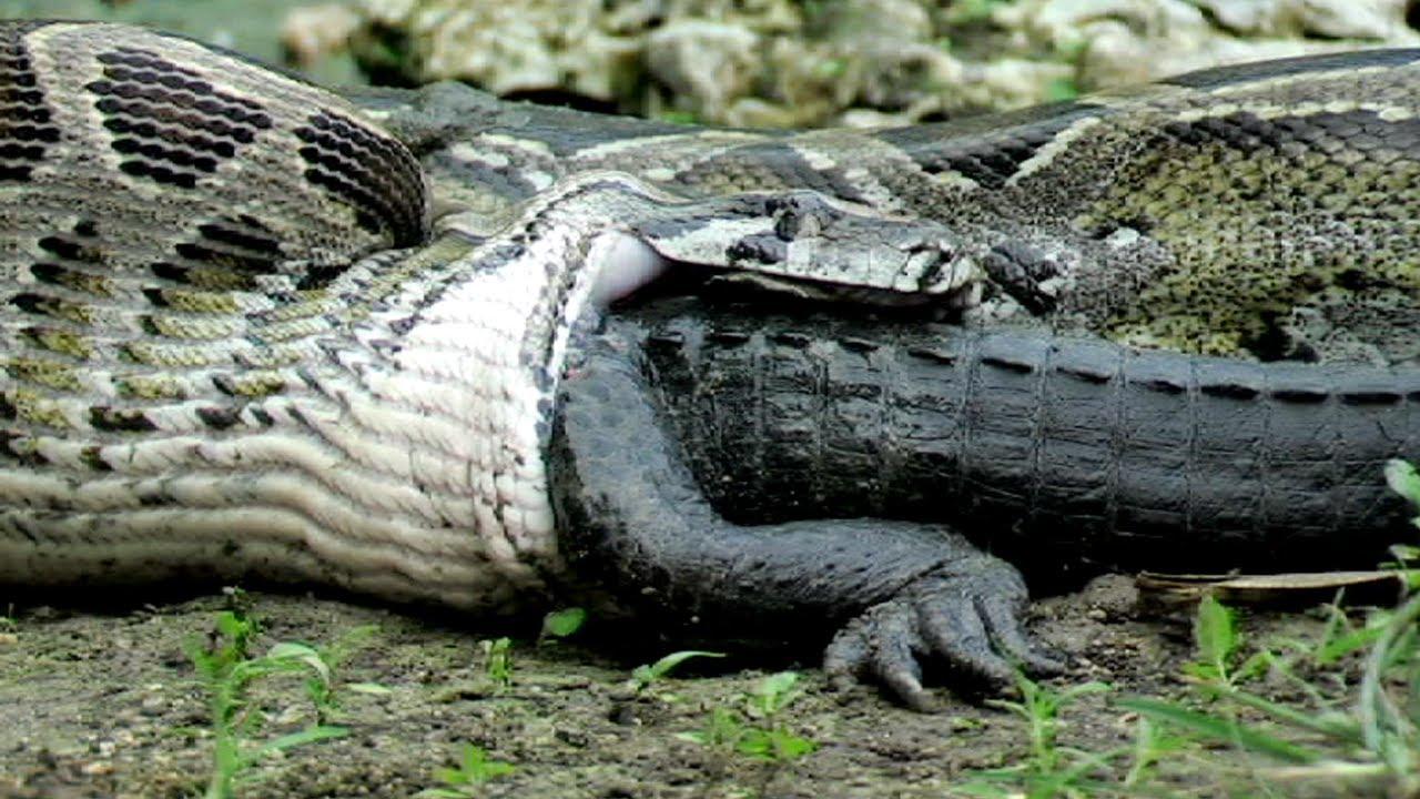 Alligator‍ nicknamed ⁢'Godzilla' ⁣hauls massive ⁤Burmese python through water in Florida Everglades