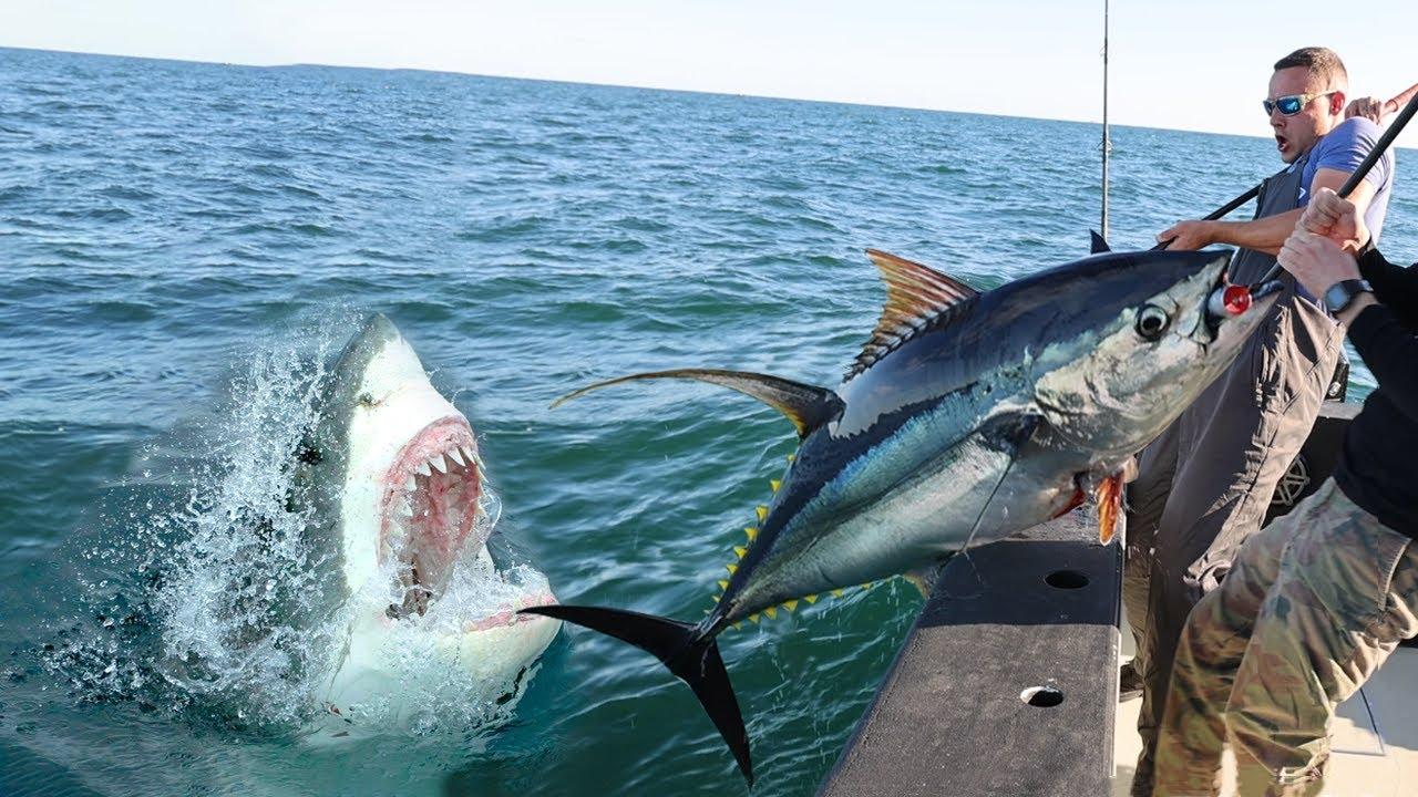 Angler’s⁢ cap 'says it‍ all' after ​shark⁢ swoops in‍ on epic catch