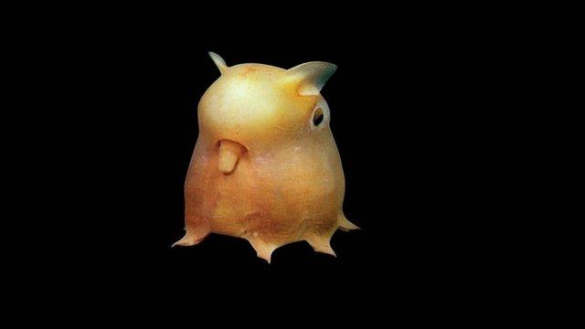 Watch this creepy deep sea creature see the light of day, a first in recorded history