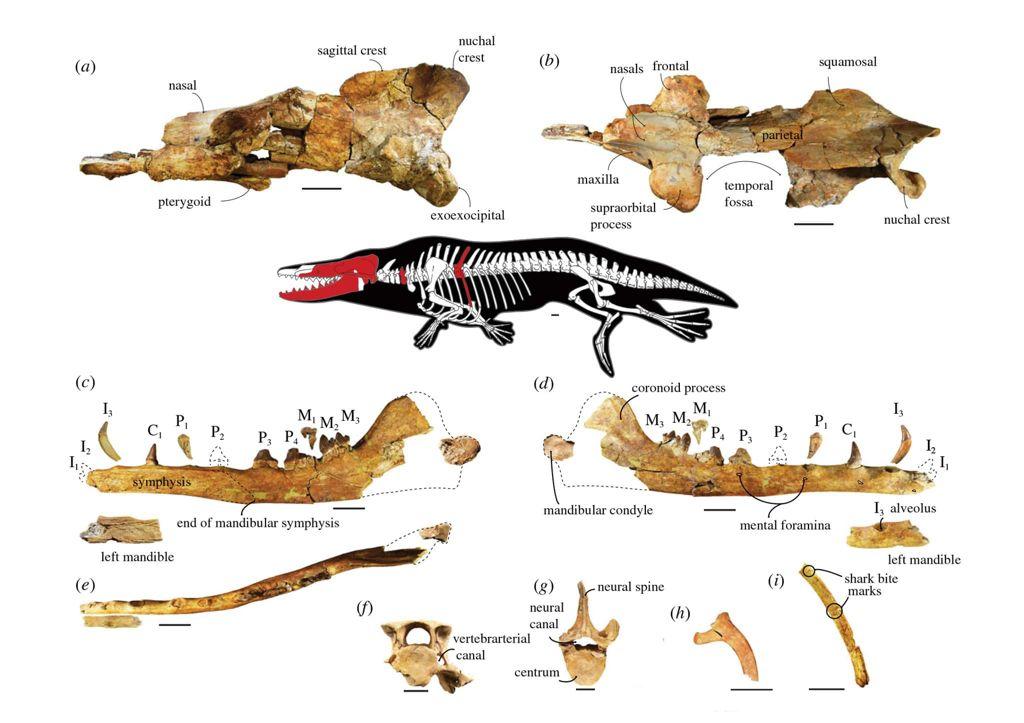 An apex carnivore was ‘king of the ancient Egyptian forest’ then mysteriously went extinct. A fossil could offer clues