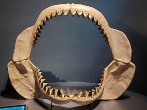 Megalodon: Scientists Reveal a Crucial Surprise About The Mega-Shark