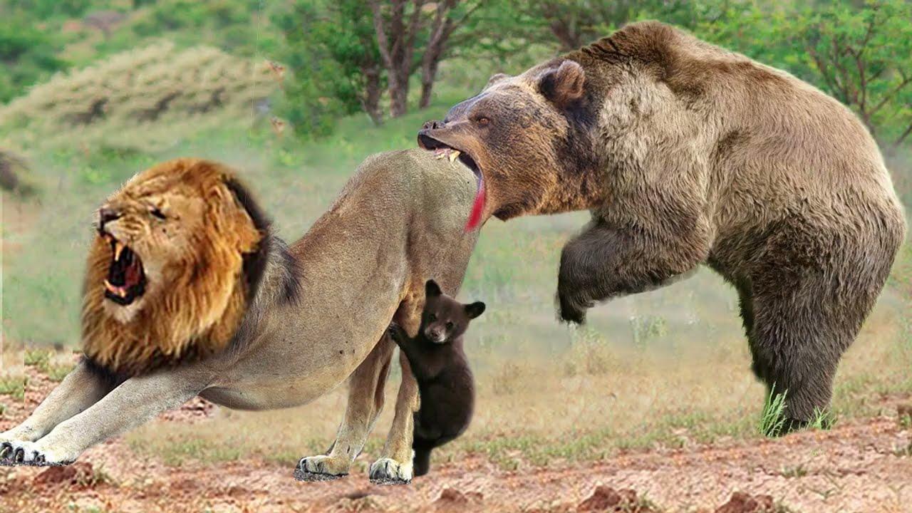 French hunter on trial for killing mother bear ‘in self-defence’