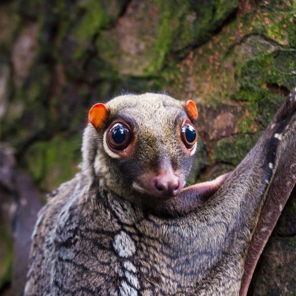 Rare creature not seen in 100 years ‌rediscovered deep ​in forest: 'This is a⁤ testament to the diversity resources and wildlife'
