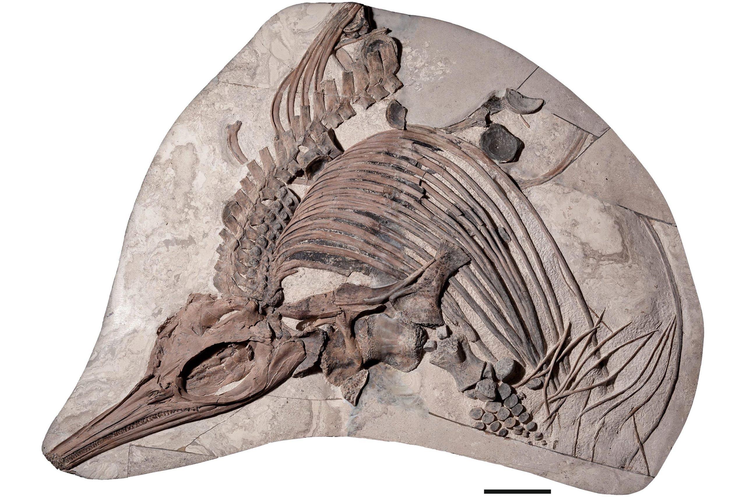 Geologist left ‘awe-struck’ by giant ‘sea dragon’ discovery in Mississippi