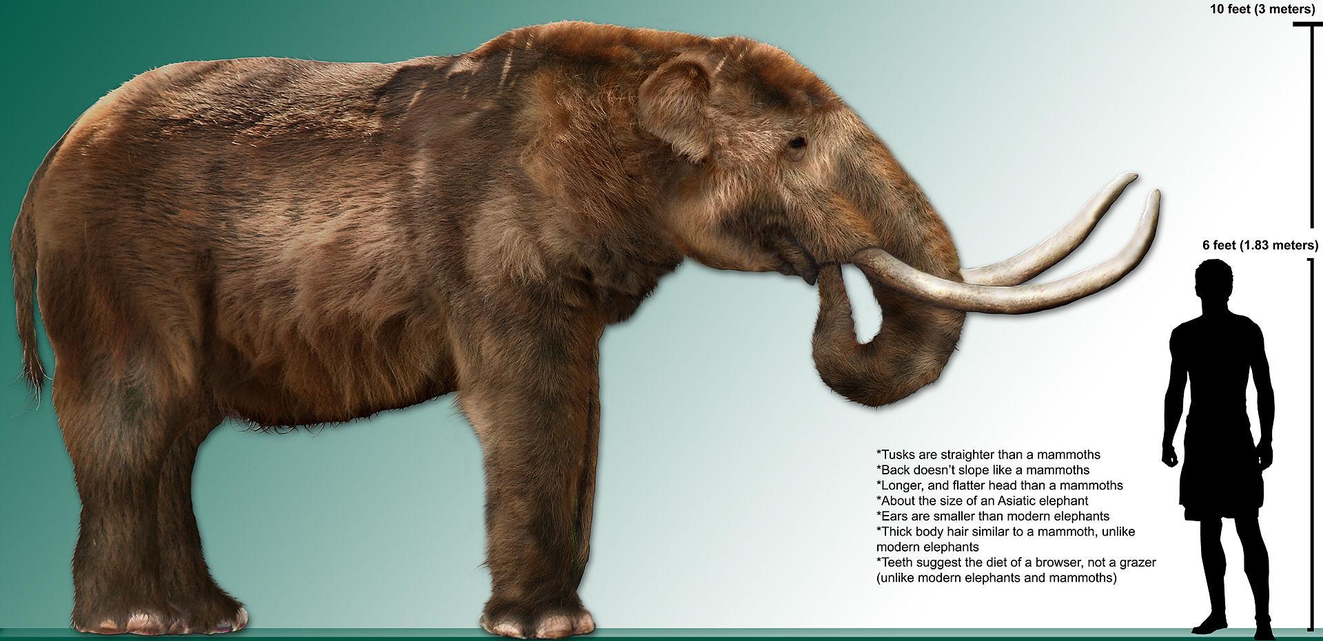 Scientists flag disturbing trends emerging among large mammals: ‘Animals are increasingly compelled …’