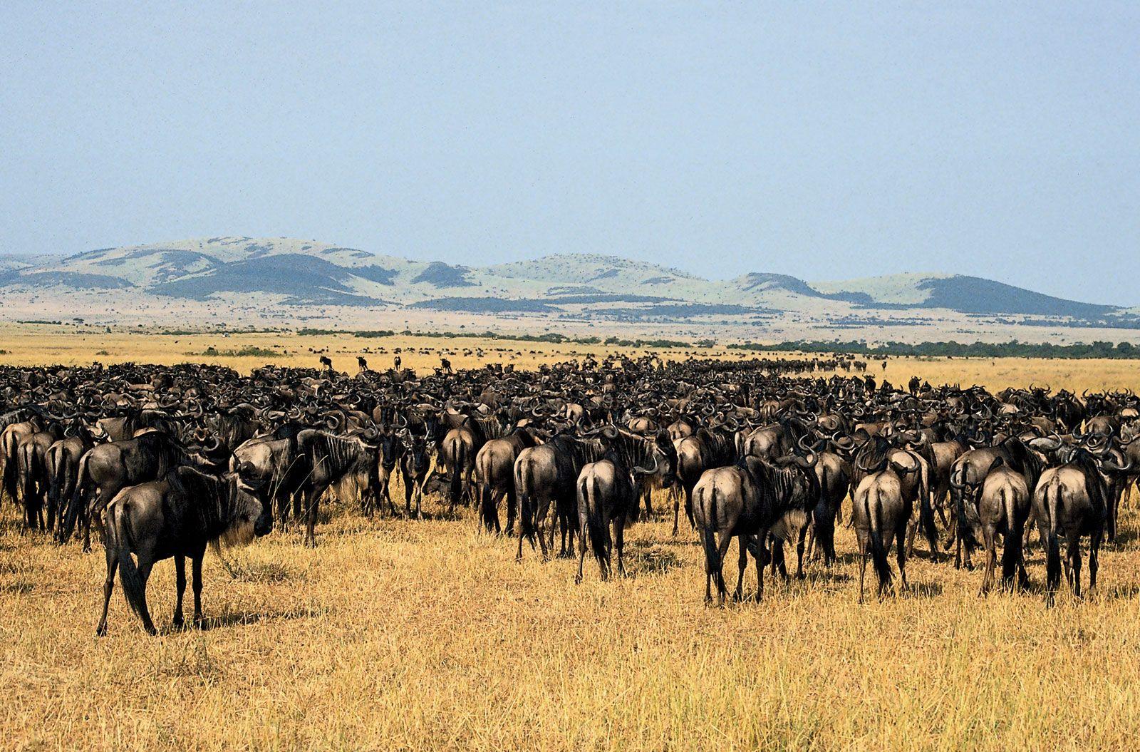 Scientists flag disturbing trends emerging among large mammals: 'Animals are increasingly compelled ...'