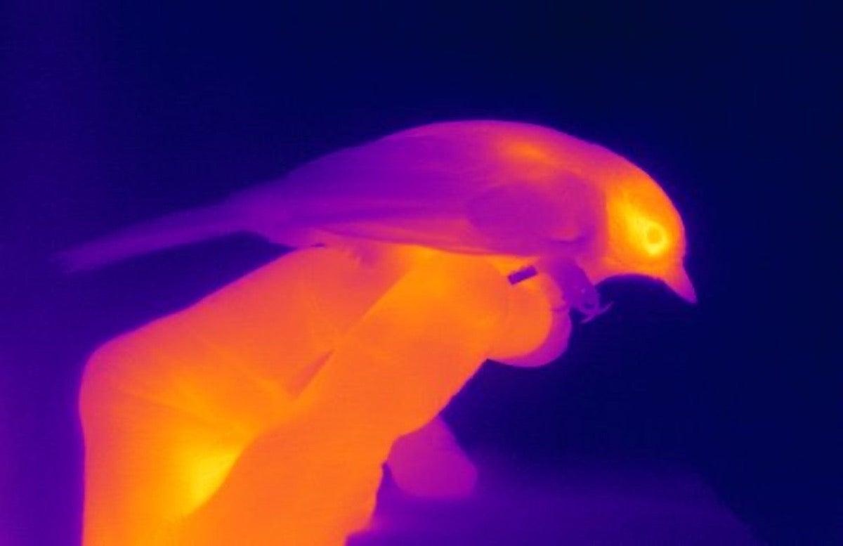 Researchers make alarming discovery while observing wildlife using infrared cameras: 'A major finding'