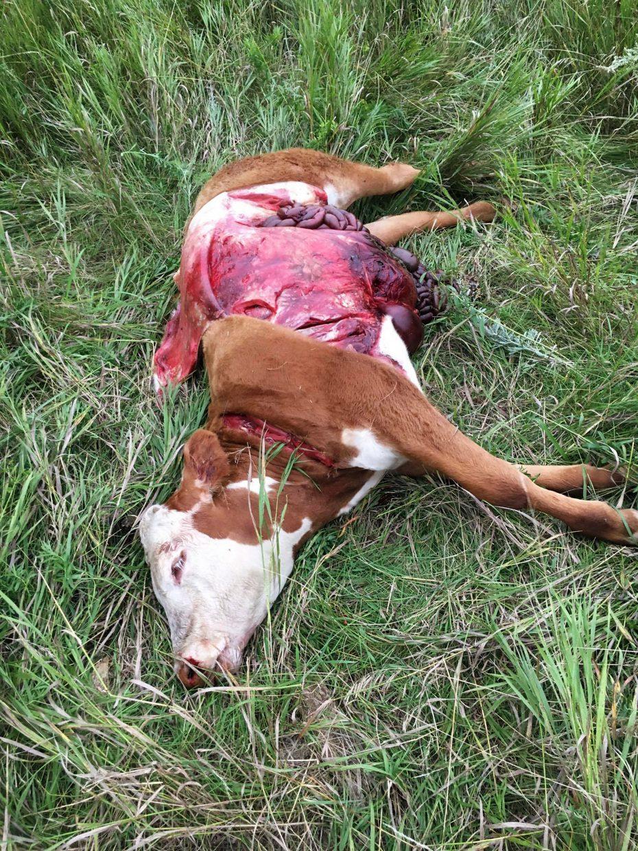 Florida man shoots neighbor's cow 5 times after it wandered onto his property