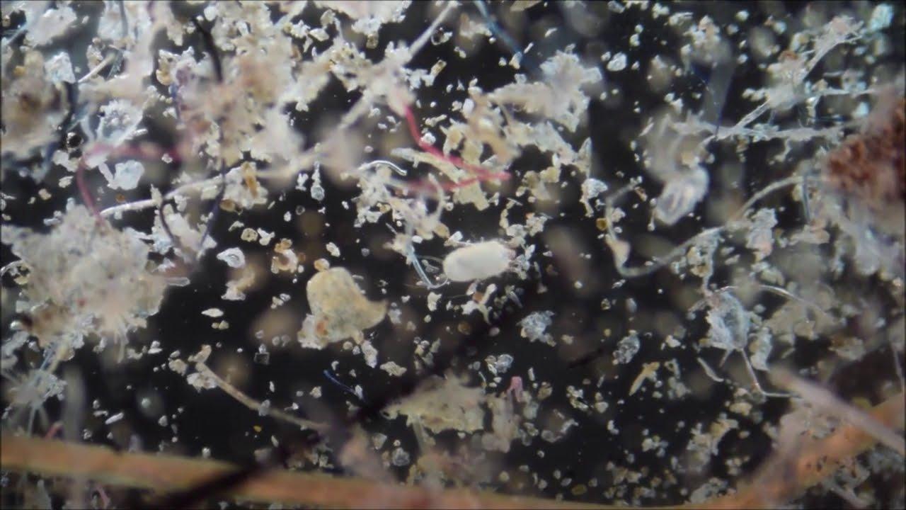 Scientists make disturbing discovery after analyzing household dust samples: ‘We don’t know yet if they can cross the blood-brain barrier’