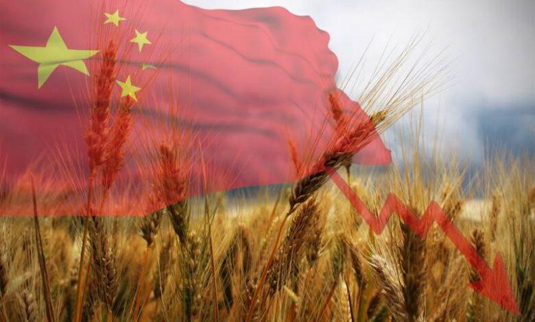 Exclusive-China buys Canadian, Australian wheat as heat hits crop, traders say