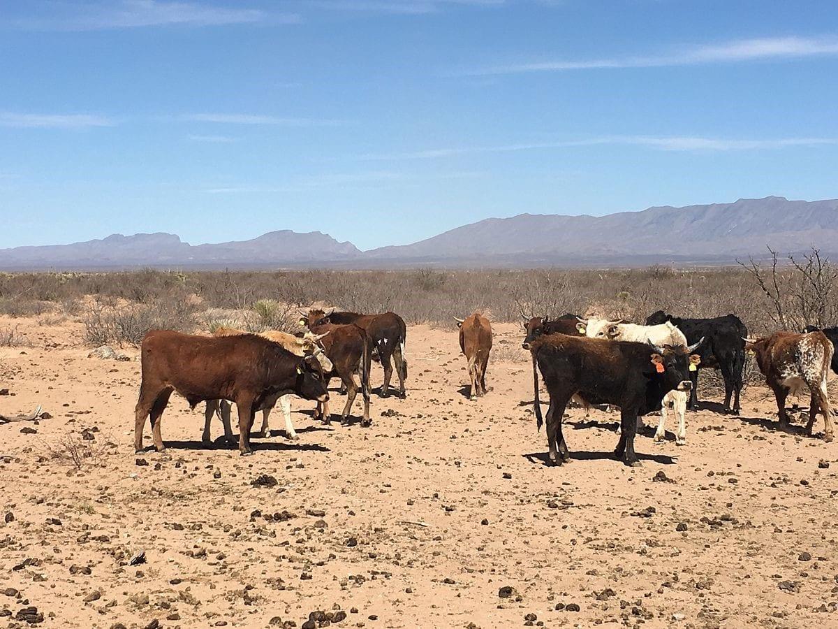 US suspends Mexican cattle, horse and bison imports over screwworm pest