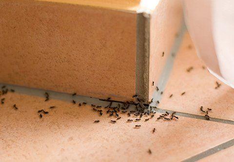 Experts raise red flags after deadly, venomous ant found to be expanding through US: ‘Commonly enters homes and other buildings’