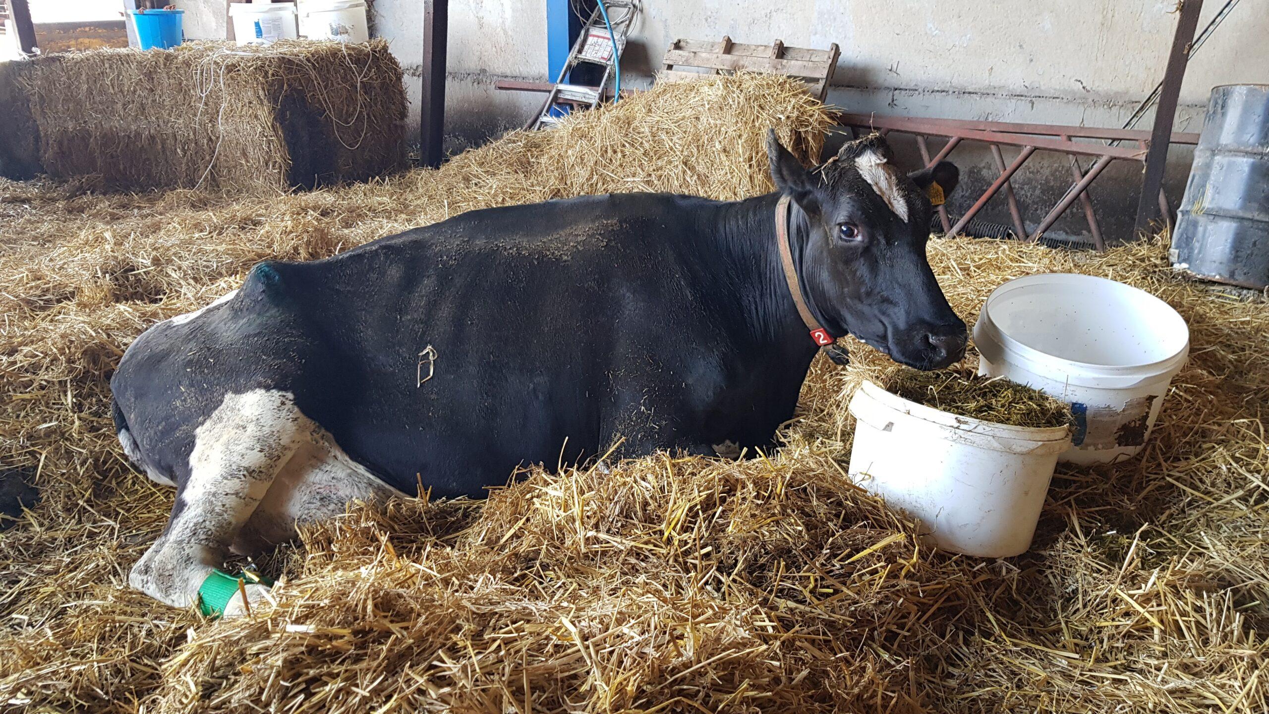 Florida man shoots neighbor’s cow 5 times after it wandered onto his property