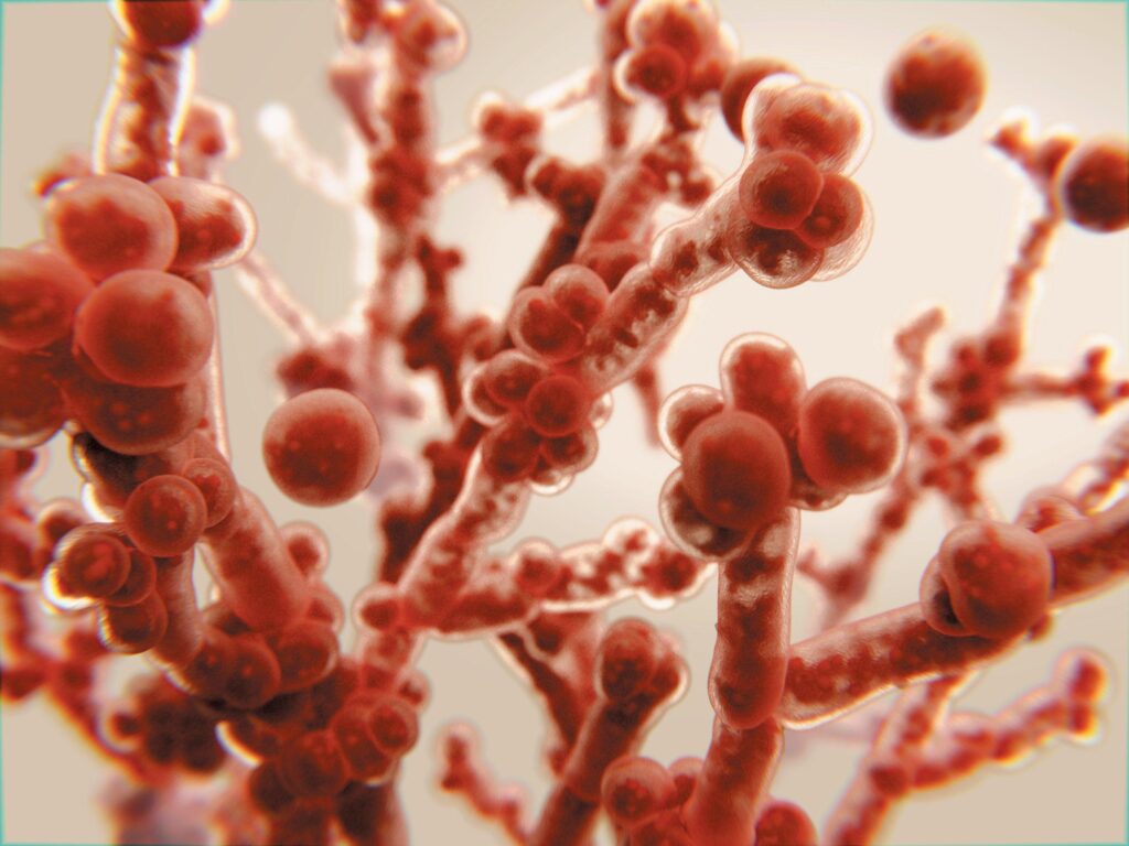 A fungi that can ‘eat you from the inside out’ could spread as the world heats up