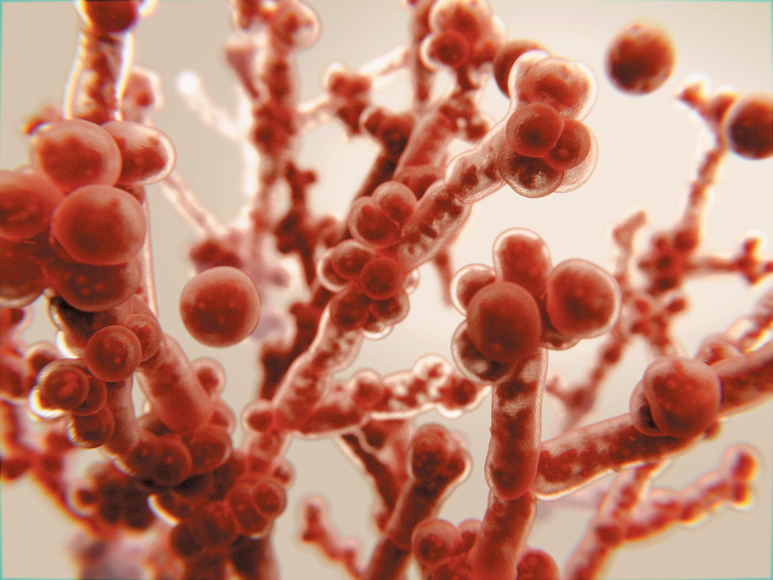 A fungi that can ‘eat you from the inside out’ could spread as the world heats up