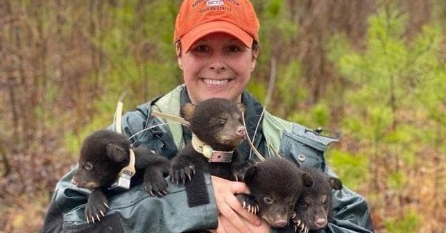 Black bear cub spotted in South Knoxville trying to snatch his next meal. Watch how it goes