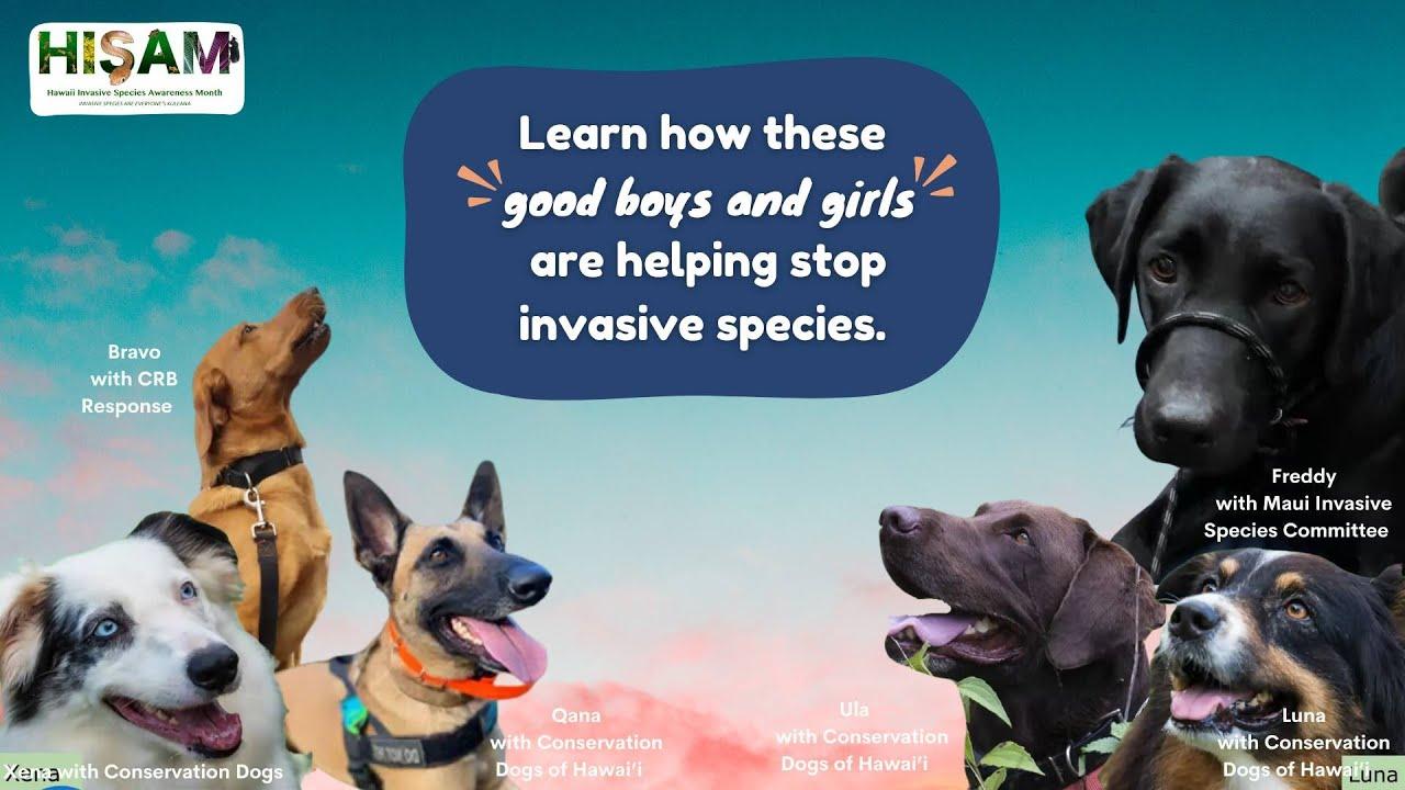 State officials unveil secret weapon to take down dangerous invasive species: ‘They picked the right breed for the job’
