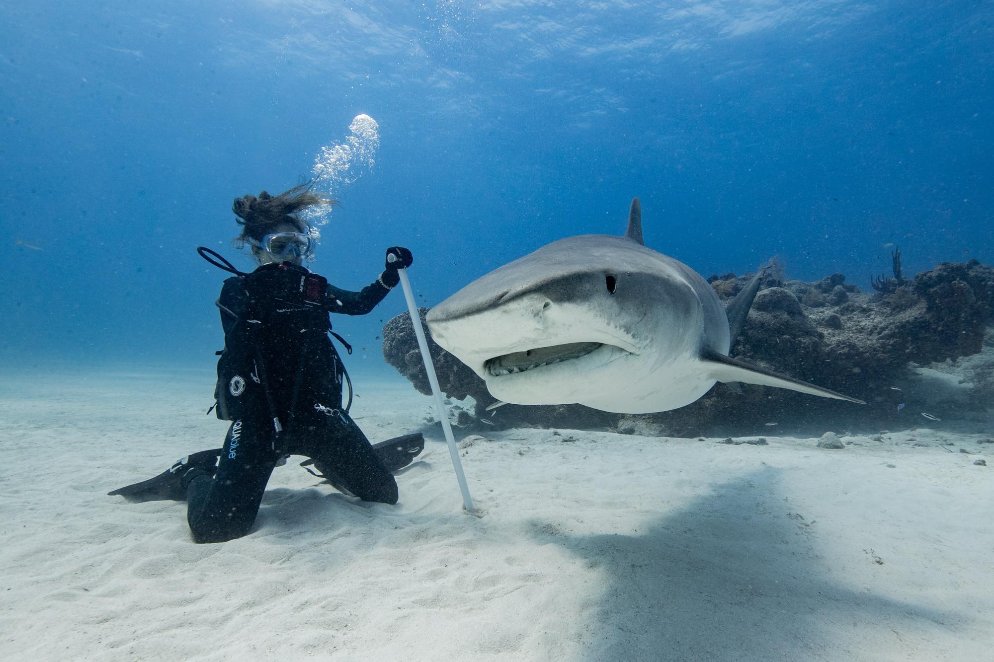 President Trump pardons Florida divers who cut 19 sharks free from longline