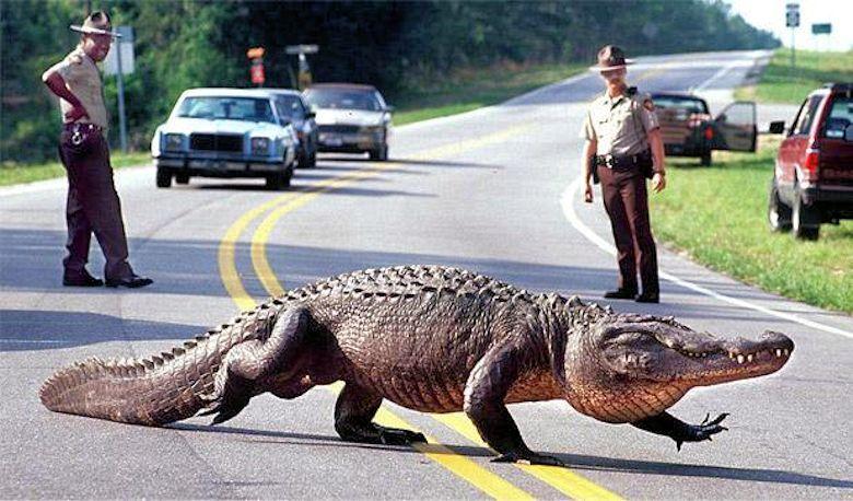Huge 400-pound alligator captured in North Carolina on ‘suspicion of being a dinosaur’